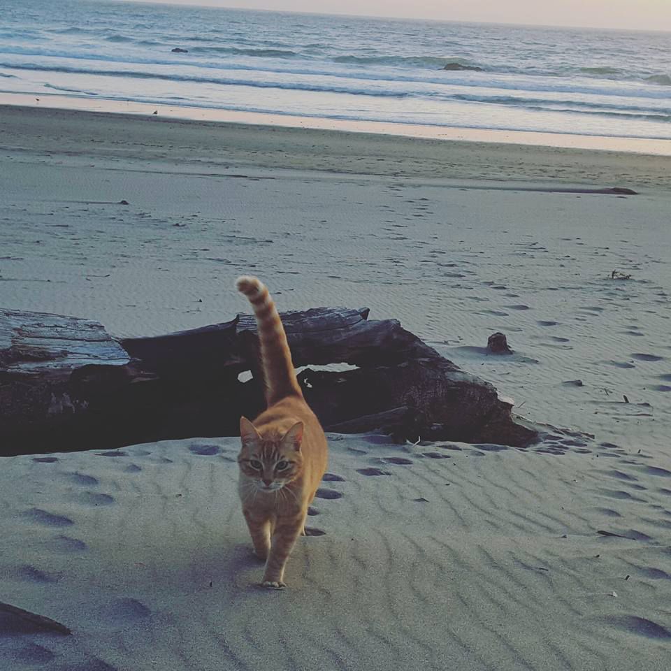 Prowling the beach, Submitted by Guinevere Anne Crispin